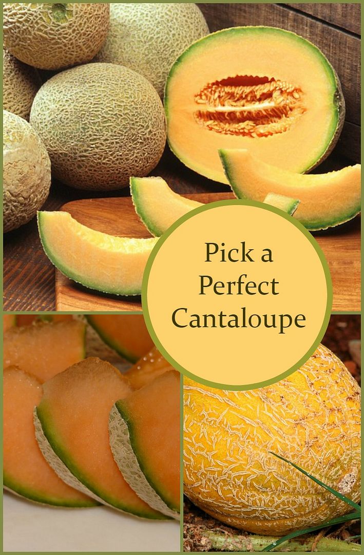 how-to-pick-the-perfect-cantaloupe-our-family-world